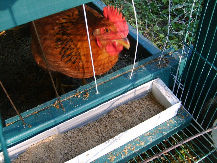 chicken