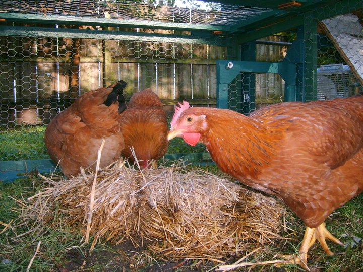 chicken