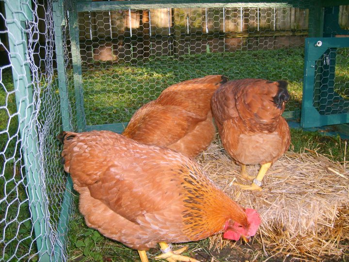 chicken