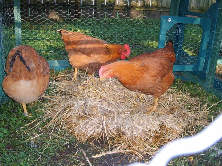 chicken
