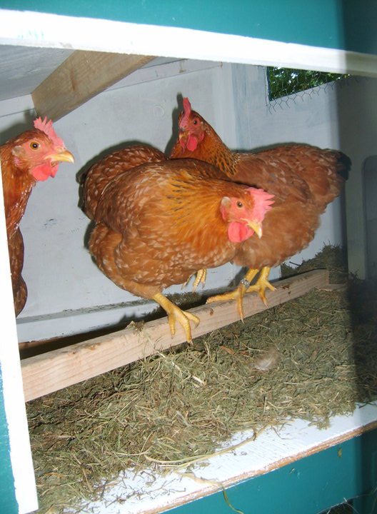 chicken