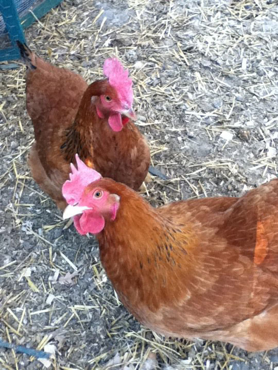 chicken